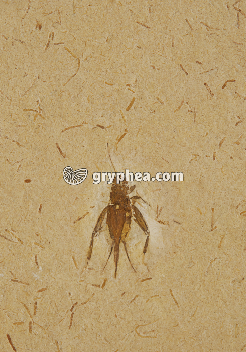 Insecte fossile (Orthoptère, Albien-Aptien, Brésil) - gryphea.org